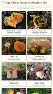 Shroomify - USA Mushroom ID ဖန်သားပြင်ဓာတ်ပုံ 1