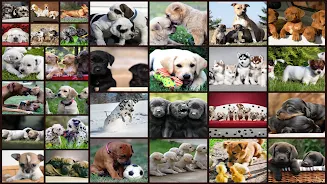 Juego de Perros Puzzle Niños Captura de pantalla 0