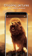 Lion Wallpapers 4K Captura de pantalla 2