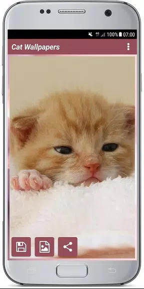 CUTE CAT WALLPAPERS Captura de tela 3