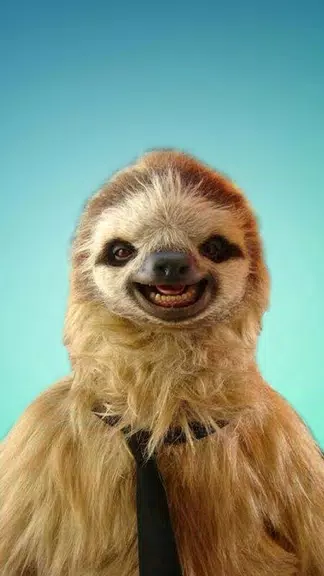 Schermata Sloth Wallpapers 0